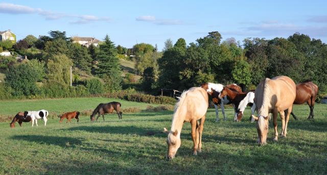 &eacute;levage des burch&egrave;res | Allevatori cavalli > Allevatori, Cavalli americani