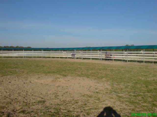 Camminatore Cavalli Telehorse.com Nuovo