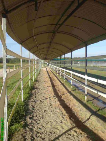 Camminatore Cavalli Telehorse.com Nuovo