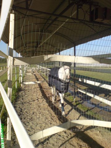 Camminatore Cavalli Telehorse.com Nuovo