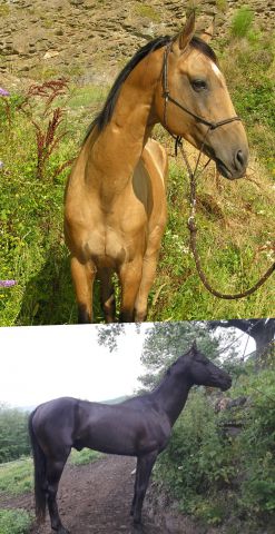 Tchékhov de Sauverzac  - Akhal Teke 2007