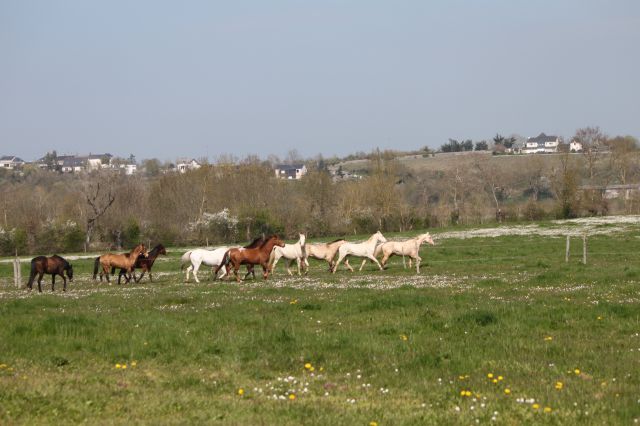 Chevaux Du Layon | Allevatori cavalli > Allevatori, Cavalli da sport 