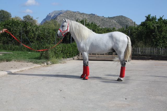Magnifico caballo PRE