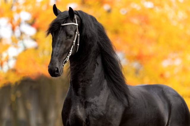 Frison / Barock Pinto - Frisone 2010