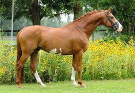 Sella mista Forestier Mixte  17.5" - 2000