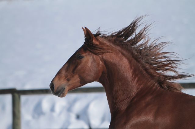 GUAPO DE LA COMBE - PRE Andaluso 2016 ,  TENORIO DE VERLIN