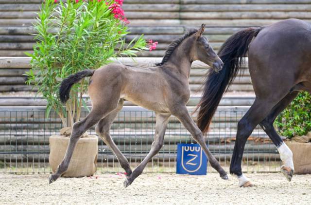 Puledra Zangersheide In vendita 2026 Baio scuro ,  Jenson van't Meulenhof