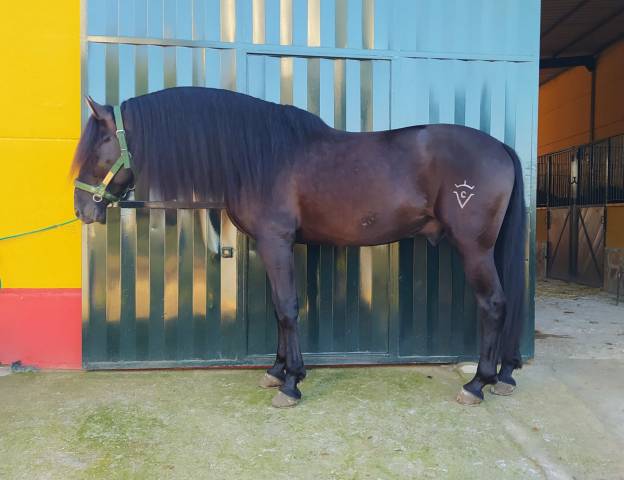 CV AMARANTTO  - PRE Andaluso 2016 ,  Cornetín