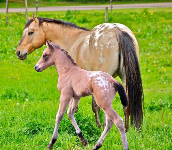 BOGIEPLATED Jac - Appaloosa 2001 ,  Tap N Bogie