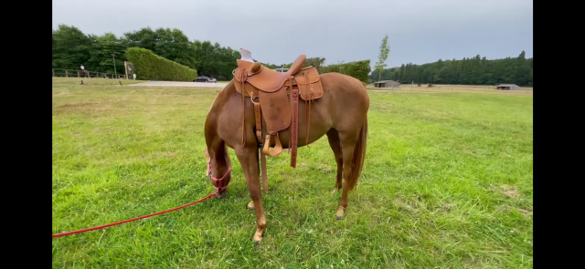 Sella western  wade 16" - 2018