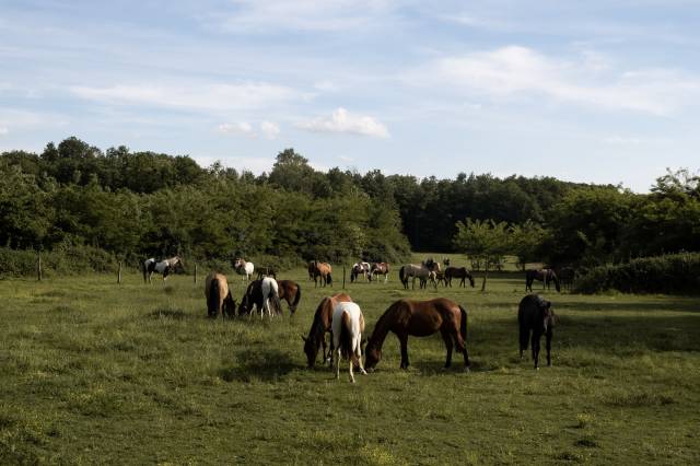Elevage Rossi  | Allevamento, Riproduzione equina > Stazioni di monta equina