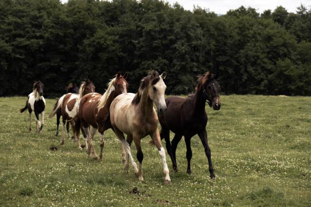 Elevage Rossi  | Allevamento, Riproduzione equina > Stazioni di monta equina