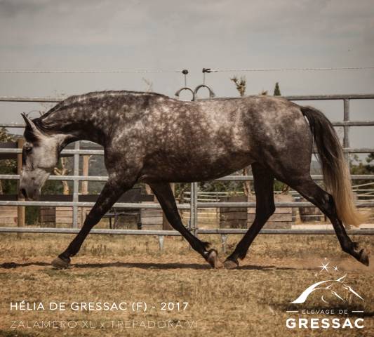 Cavalla PRE Andaluso In vendita 2017 Grigio ,  ZALAMERO XL