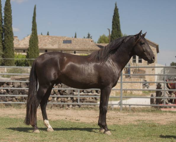 Intero PRE Andaluso In vendita 2018 Nero ,  ZALAMERO XL (ES)