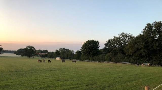 haras du gremillon 