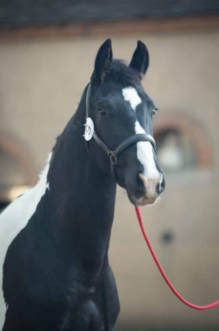Stallone Cavallo da Sport di Colore In vendita 2019 Pezzato