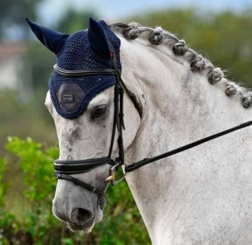 Castrone Purosangue Irlandese In vendita 2015 Grigio