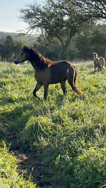 Intero Welsh Poney (Sezione B) In vendita 2021 Isabella ,  NORTHLIGHT CONCERTO, WB