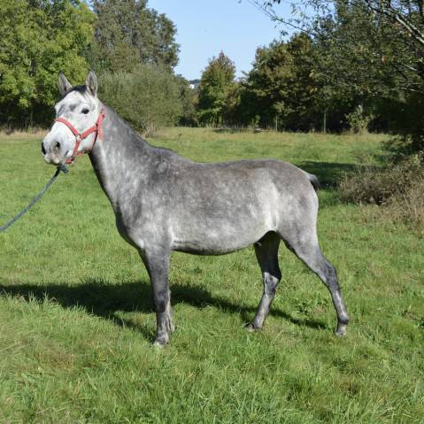 Castrone Origine non conosciuta  In vendita 2018 Grigio