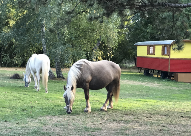 Proprietà equestre In vendita Charente-Maritime