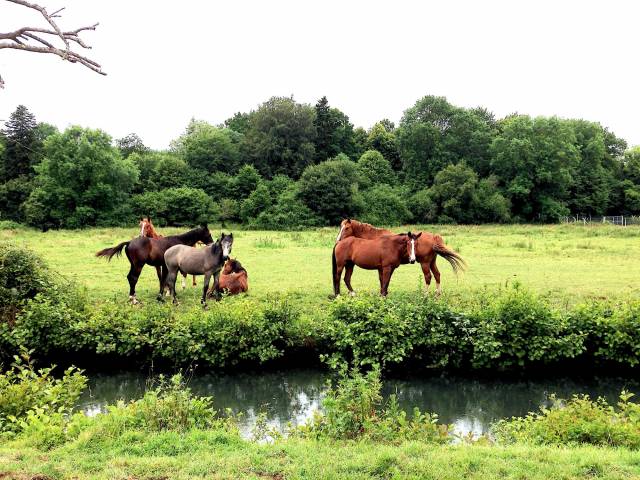 Proprietà equestre In vendita 