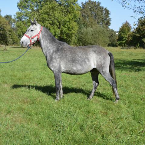 Castrone Origine Non Constatata In vendita 2019 Grigio