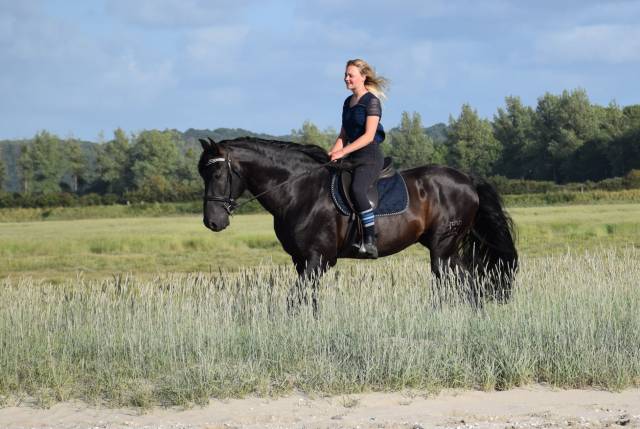 LEBRERO SG - PRE Andaluso 2006 ,  RECLAMO VI 