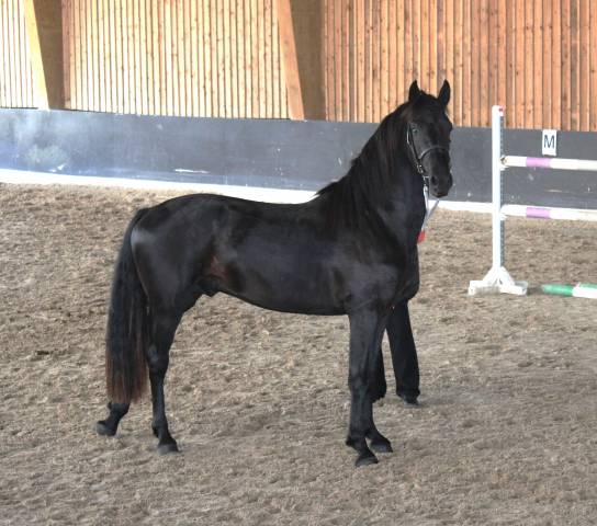 Stallone Arabo Frisone In vendita 2022 Nero ,  Maïko DLB Classic Innovation
