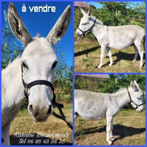 Asno Miniature In vendita 2020 Bianco