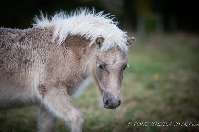 Puledro Shetland In vendita 2024 Sauro