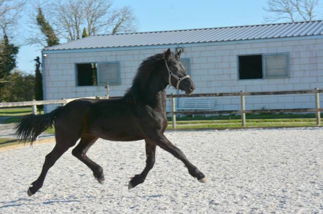 Puledra Frisone In vendita 2024 Nero ,  jehannes 484