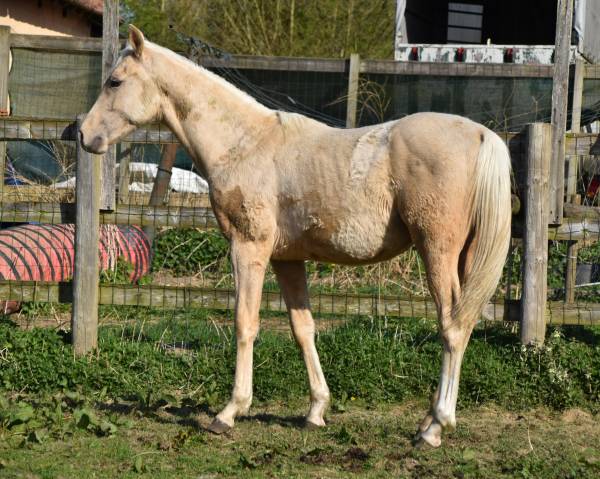 Puledro Origine non conosciuta  In vendita 2024 Palomino ,  Raitawak (DSA)