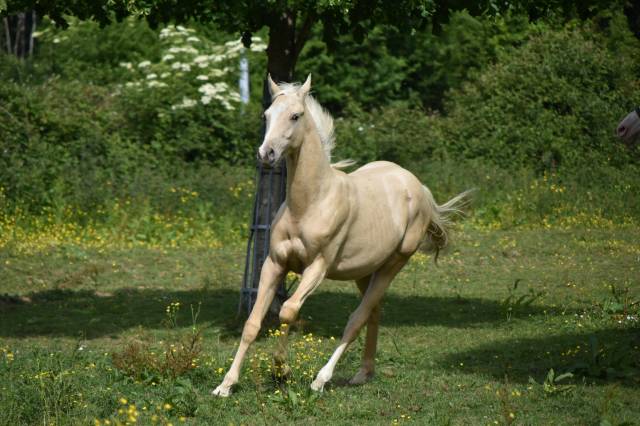 Puledro Origine non conosciuta  In vendita 2024 Palomino ,  Raitawak (DSA)