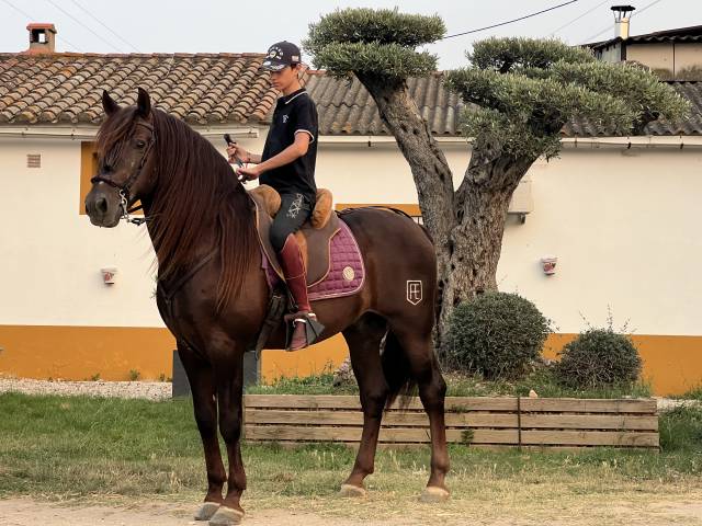 Intero PRE Andaluso In vendita 2011 Sauro brulé