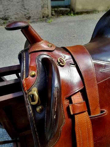 Sella australiana   17.5" - 2012