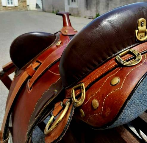 Sella australiana   17.5" - 2012