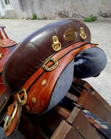 Sella australiana   17.5" - 2012