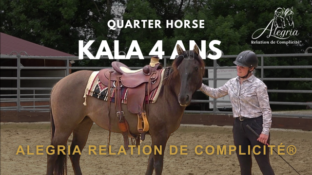 Cavalla Quarter Horse In vendita 2020 Grullo ,  JAZ GC DE PLATA