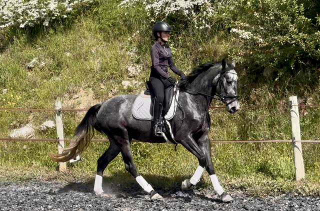 Cavalla KWPN Cavallo da Sport Neerlandese In vendita 2021 Grigio ,  grappa