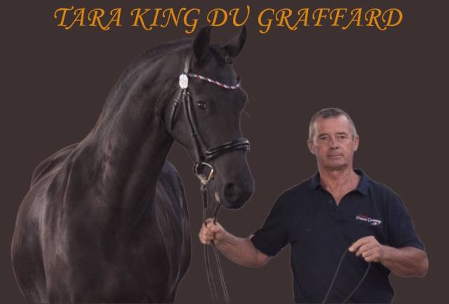 Puledra Frisone In vendita 2022 Nero ,  Elias 494