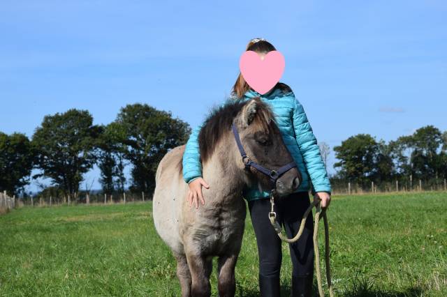 Puledro Shetland In vendita 2024 Grullo ,  EXKI DE LA MERLETIERE