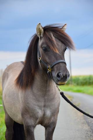 Castrone Shetland In vendita 2024 Grullo ,  EXKI DE LA MERLETIERE