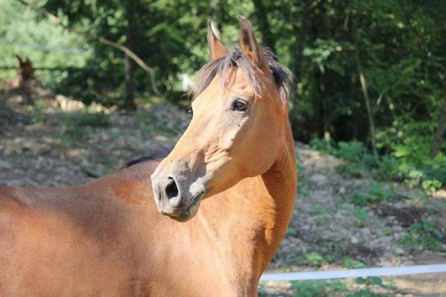 Cavalla Pony da Sella Germano, Deutsches Reitpony In vendita 2005 Baio