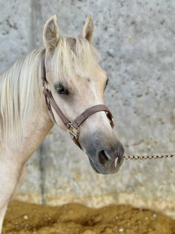 Puledro Welsh Part Bred In vendita 2023 Palomino ,  itak de l'ourea