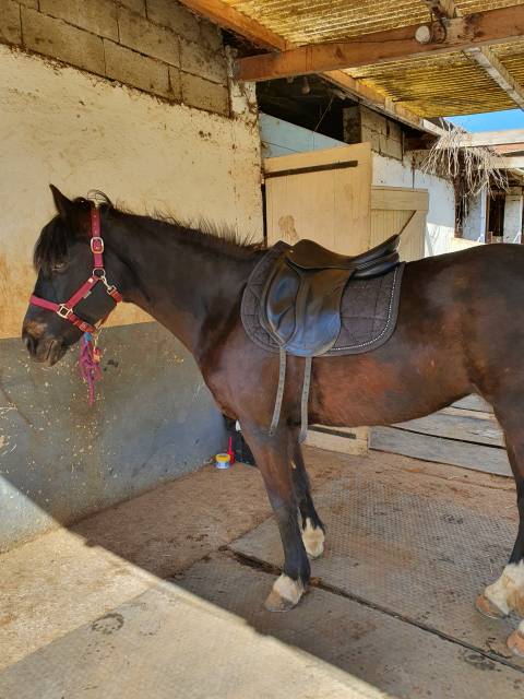 Sella da dressage CWD  17" - 2014