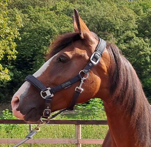 Cavalla Lusitano In vendita 2017 Baio ,  SPARTACUS