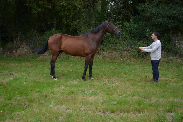 Castrone Trottatore Francese In vendita 2019 Baio