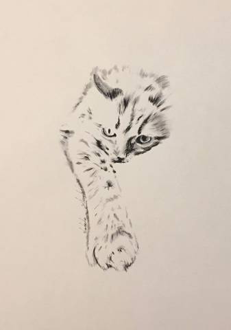  Cavalleria Toscana Nuovo