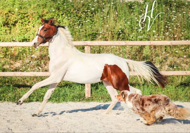 Puledra KWPN Cavallo da Sport Neerlandese In vendita 2023 Tobiano ,  FOR FERRERO
