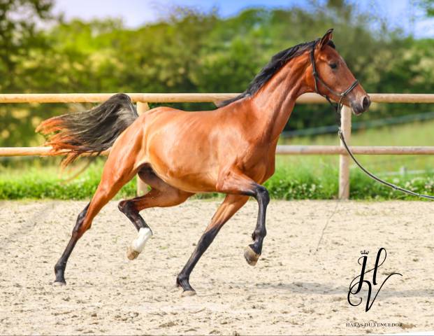 Puledra AES Anglo European Studbook In vendita 2022 Baio ,  VITALIS
